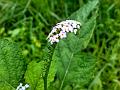 Indian Heliotrope